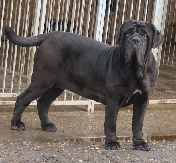 10 самых крупных собак в мире