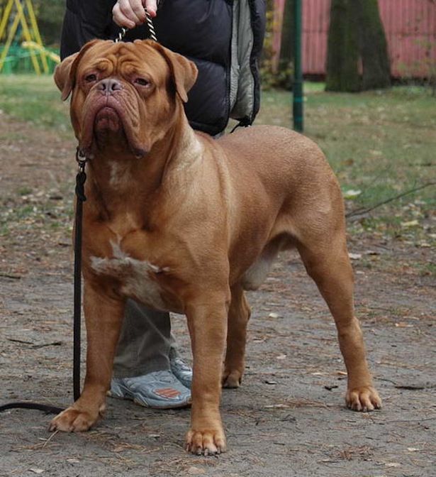 10 самых крупных собак в мире