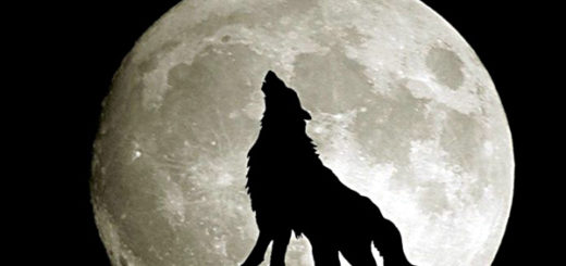 Почему волки воют на луну